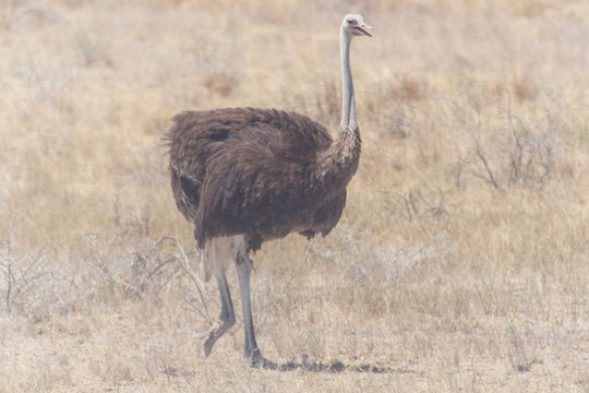 Female Ostrich - Etosha Safari Park in Namibia