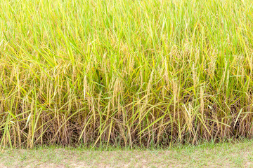 Golden rice paddy in field farm, ready to harvesting.