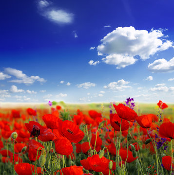 Red poppy field over blue sky