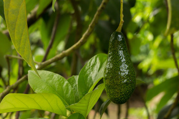 Bunch of ripe avocados on the tree, selective focus.