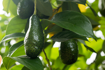 Bunch of ripe avocados on the tree, selective focus.