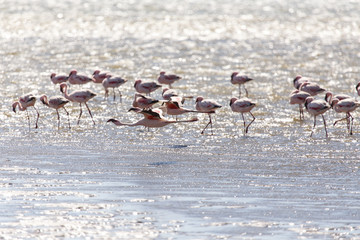 Fototapeta premium Flamingo Flying - Namibia