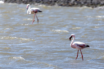 Flamingo - Namibia