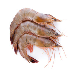 shrimps on white background