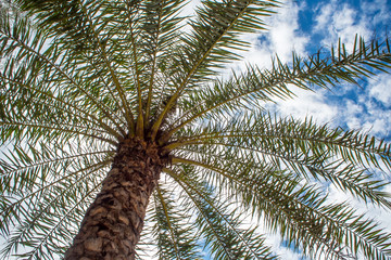 Obraz premium Under the palm tree sunlight and blue sky