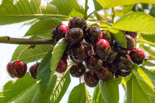 Bunch Of Dark Red Cherries On Cherry Tree