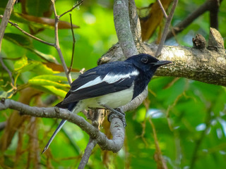 Obraz premium Close up Birds on branches