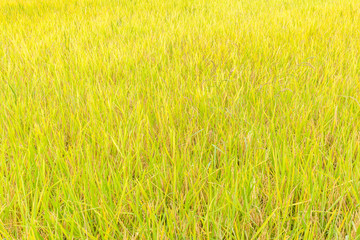 Natural background of rice paddy field farm in countryside.