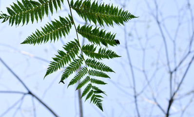 Obraz premium Leaves of palm tree isolated on the cloudy background