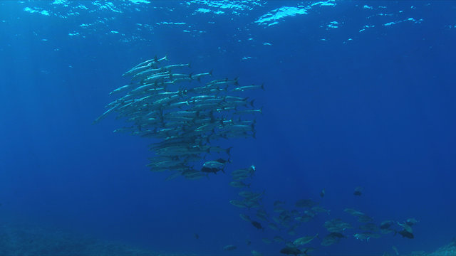 Coral reef with a school of Barracudas and Trevallies. Light reflections, sunrays