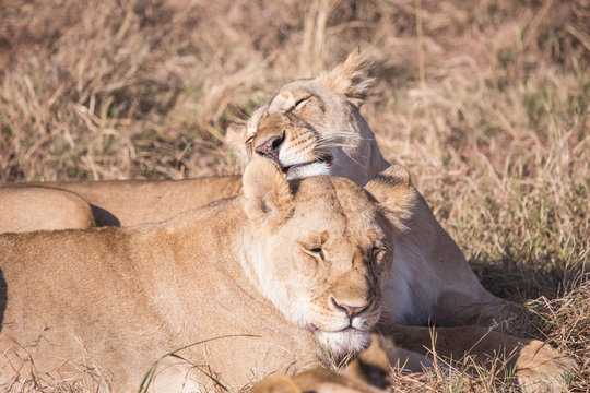 lionesses licking the face, in the national park of Masai Mara K