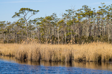 Brown reeds in swamp in the winter bird migration season at Mackay Island National Wildlife Refuge located on Knotts Island in North Carolina.
