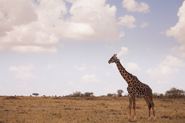 Obraz premium Giraffes in masai mara in kenya africa