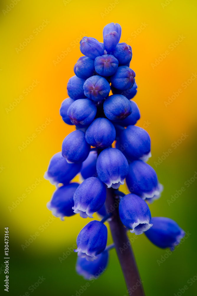 Wall mural grape hyacinth