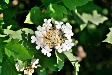 White flower Viburnum opulus