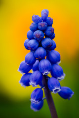 Grape Hyacinth