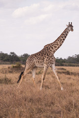Naklejka na ściany i meble Giraffes in masai mara in kenya africa