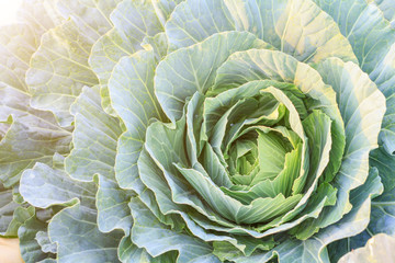 Obraz premium Big cabbage in the garden with sunlight. Fresh organic vegetables.