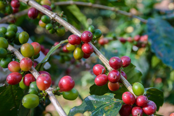 coffee plant with ripe coffee beans