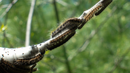 Brown Tail Moth Larvae cocoon in forest wood