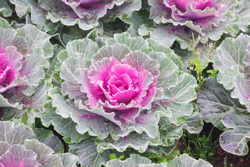 beautiful cabbage flower in garden
