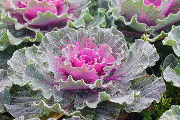 beautiful cabbage flower in garden
