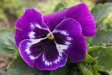 Poster Pansies beautiful Pansy flower in garden        