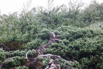 Forrest of green pine trees on mountainside
