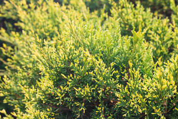 Forrest of green pine trees on mountainside
