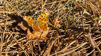 Eastern Comma (Polygonia comma) butterfly sunning wings in summer