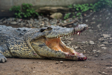 Crocodiles get hurt