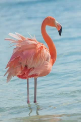 Wandaufkleber Ein Flamingo am Strand © PhotoSerg
