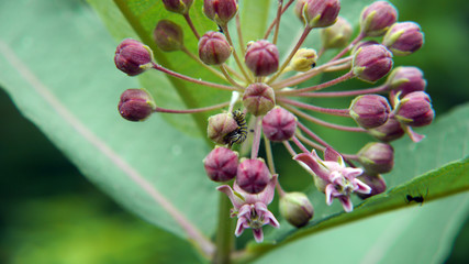 Fototapeta premium Monarch (Danaus plexippus) caterpillar on milkweed plant