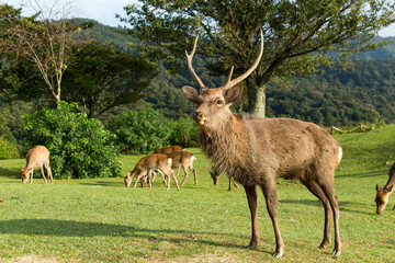 Group of deer