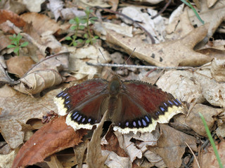 Mourning Cloak (Nymphalis antiopa) warming wings on leaf litter in park