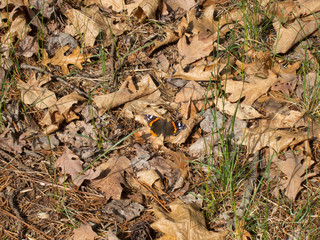 Red Admiral (Vanessa atalanta) butterfly on forest floor warming wings