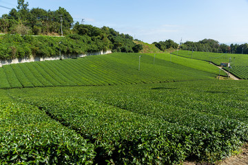 Fototapeta na wymiar Tea plantation field