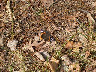 Red Admiral (Vanessa atalanta) butterfly on forest floor warming wings