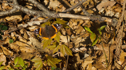 Red Admiral (Vanessa atalanta) butterfly on forest floor warming wings