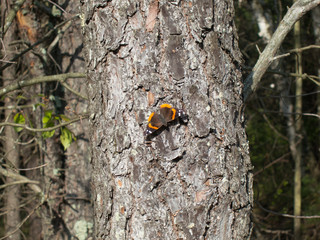 Red Admiral (Vanessa atalanta) butterfly on forest floor warming wings