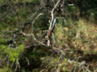 Ruby Meadowhawk (Sympetrum Rubicundulum) dragonfly perched on branch and leaf