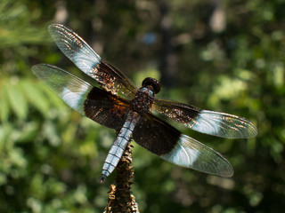 Widow Skimmer (Libellula luctuosa) warming wings on branch in summer