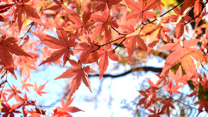 Maple Tree Garden in Autumn. Red Maple leaves in Autumn.