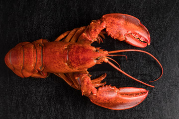 最高級ロブスター　 High-quality lobster