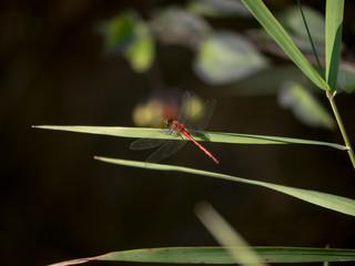 Ruby Meadowhawk (Sympetrum Rubicundulum) dragonfly on leaf in meadow