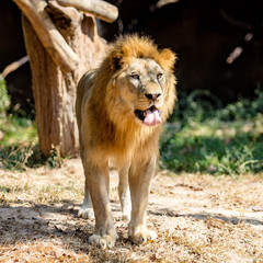 Big lion