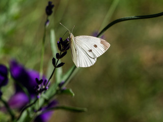 Cabbage White (Pieris rapae) drinking nectar from a purple flower