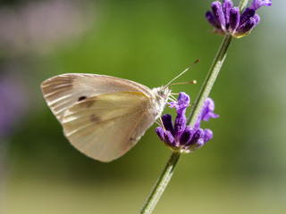 Cabbage White (Pieris rapae) drinking nectar from a purple flower