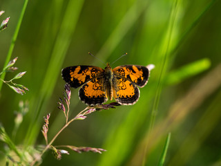 Tawny Crescent (Phyciodes batesii) butterfly on grass in the summer sun