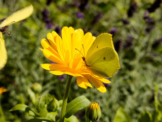 Common Brimstone (Gonepteryx rhamni) butterfly on a yellow flower